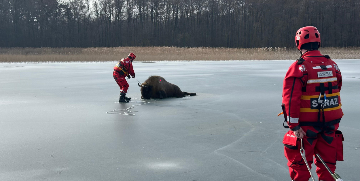 Ratunek dla Żubra