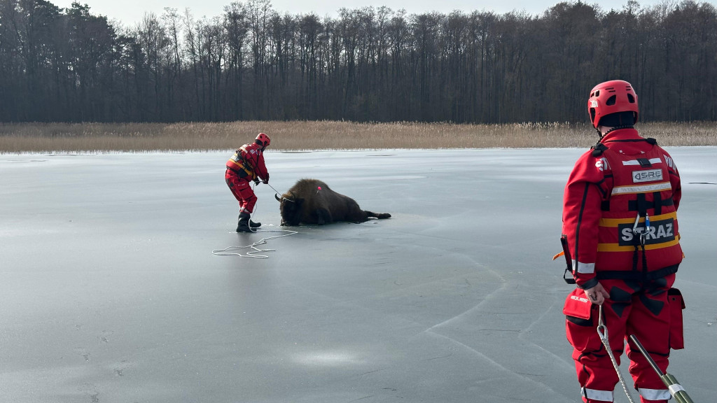 Ratunek dla Żubra