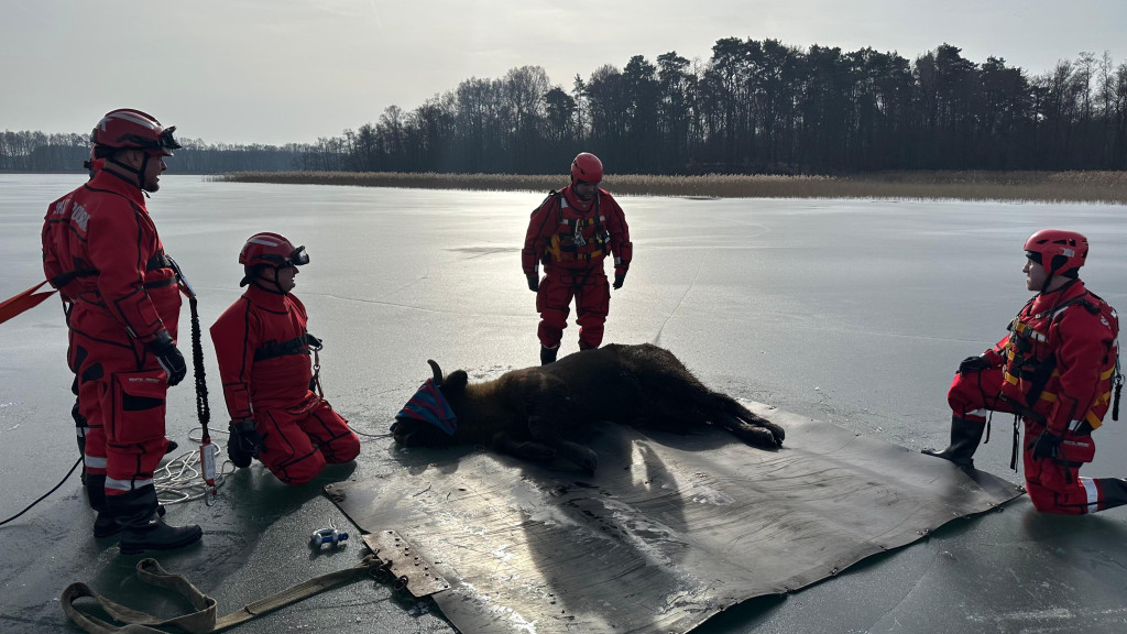 Ratunek dla Żubra