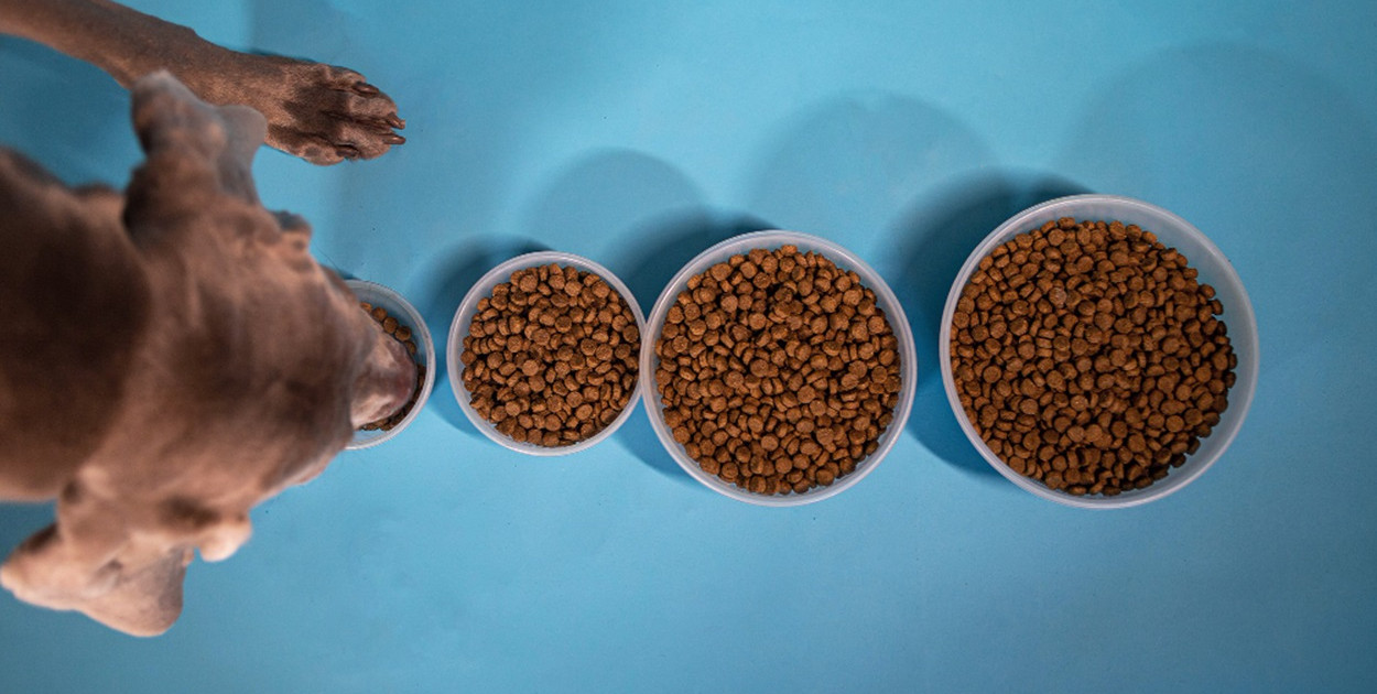 Smakołyki dla małego psa – jak wybrać smaczki dla Yorka?