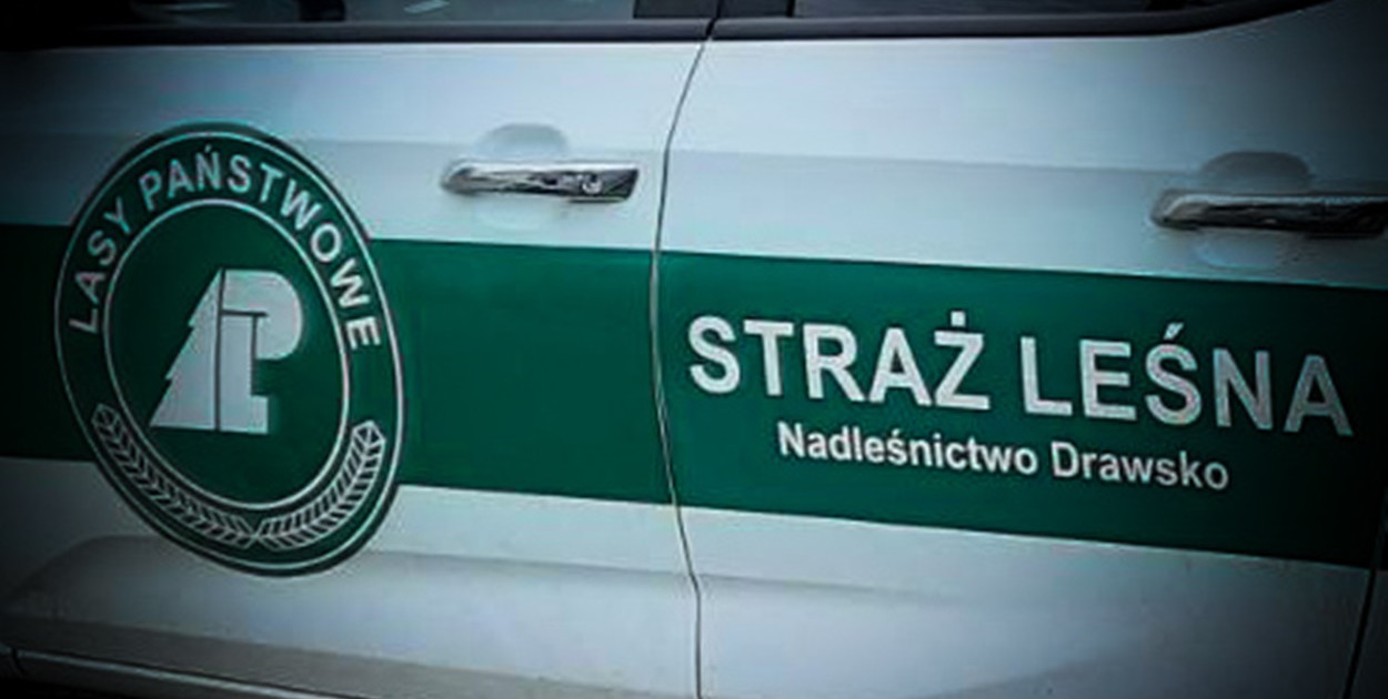 Zdjęcie: Nadleśnictwo Drawsko Pomorskie