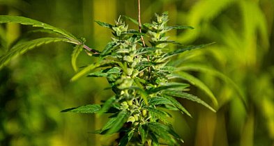 Naukowcy: marihuana najczęściej używaną substancją psychoaktywną po alkoholu, kofe-15805