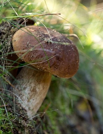 Naukowcy: Sezon na grzyby rozpoczął się wcześniej niż zwykle-16249