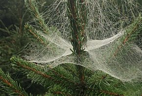 Kupujesz żywą choinkę na święta? Ten szczegół łatwo przeoczyć-17639