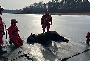 Żubr ściągnięty z lodu na jeziorze w okolicy Wałcza