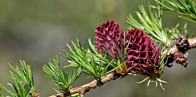 Pączki na Babiej Górze zapowiadają krótką, intensywną wiosnę