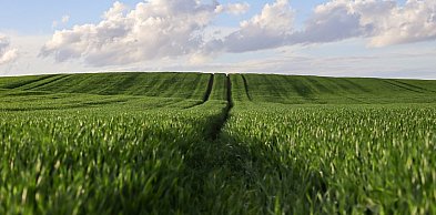 Jak szybko sprzedać ziemię rolną i uniknąć wielomiesięcznych formalności?