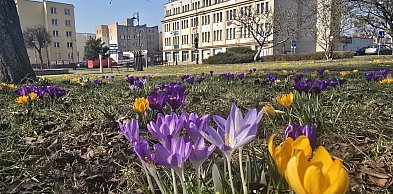 W piątek 20 marca witamy astronomiczną wiosnę