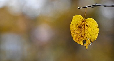W poniedziałek wieczorem rozpocznie się astronomiczna jesień-16624