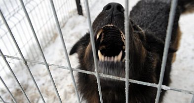 Ekspert: większość ataków psów to efekt błędów człowieka i braku kontroli nad zwie-17073