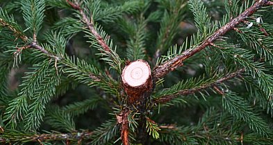 Rozpoczął się sezon choinkowy. Do polskich domów trafi około 10 milionów drzewek-17529