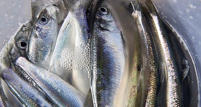 Badanie: niemal 90 proc. Polaków deklaruje, że jada śledzie-17571