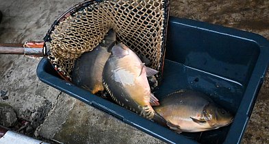 Raport: dla ponad 80 proc. konsumentów kupujących żywność na święta najważniejsza-17597