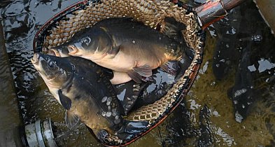 Raport: w tym roku karpie droższe o 22 proc., o tyle samo staniały suszone grzyby-17740