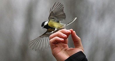 Ornitolożka: ptaki nawet przez 10 dni odczuwają stres po sylwestrowych fajerwerkac-17834