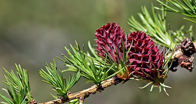 Pączki na Babiej Górze zapowiadają krótką, intensywną wiosnę