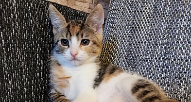 Ekspertka: koty funkcjonują prawdopodobnie na wyższym poziomie, niż potrafimy to z