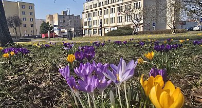 W piątek 20 marca witamy astronomiczną wiosnę