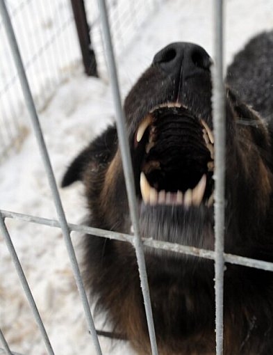 Ekspert: większość ataków psów to efekt błędów człowieka i braku kontroli nad zwie-17073