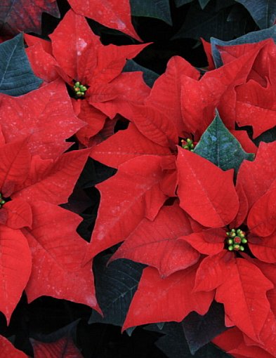 Gwiazda betlejemska - nie kwitnie na czerwono i nie jest silnie trująca-17624