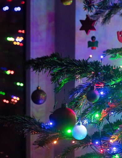 Choinka niejedno ma imię-17760