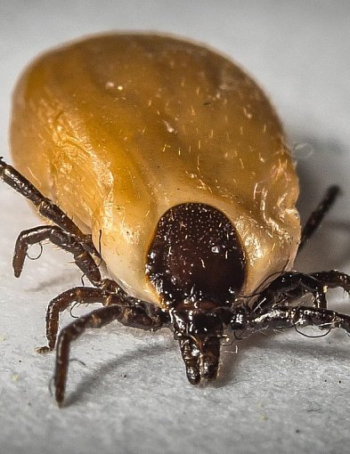 Ekspert: silne mrozy nie oznaczają końca problemów z komarami i kleszczami