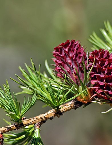 Pączki na Babiej Górze zapowiadają krótką, intensywną wiosnę