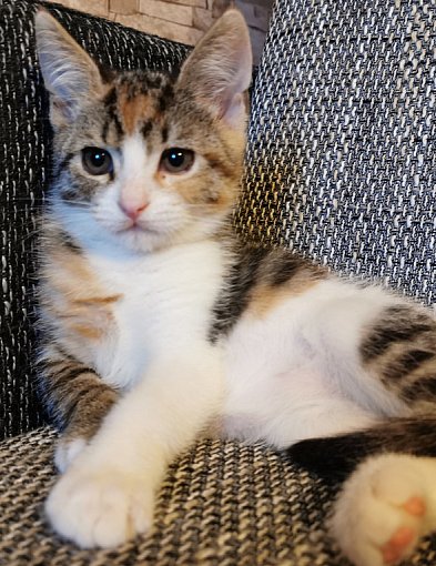 Ekspertka: koty funkcjonują prawdopodobnie na wyższym poziomie, niż potrafimy to z