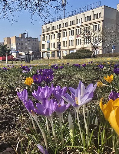 W piątek 20 marca witamy astronomiczną wiosnę