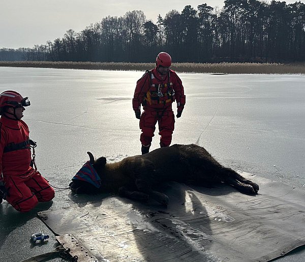 Żubr ściągnięty z lodu na jeziorze w okolicy Wałcza