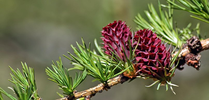 Pączki na Babiej Górze zapowiadają krótką, intensywną wiosnę