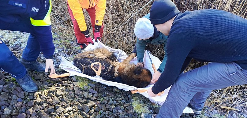 Pociąg potrącił psa - reakcja służb