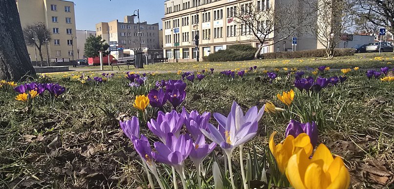 W piątek 20 marca witamy astronomiczną wiosnę
