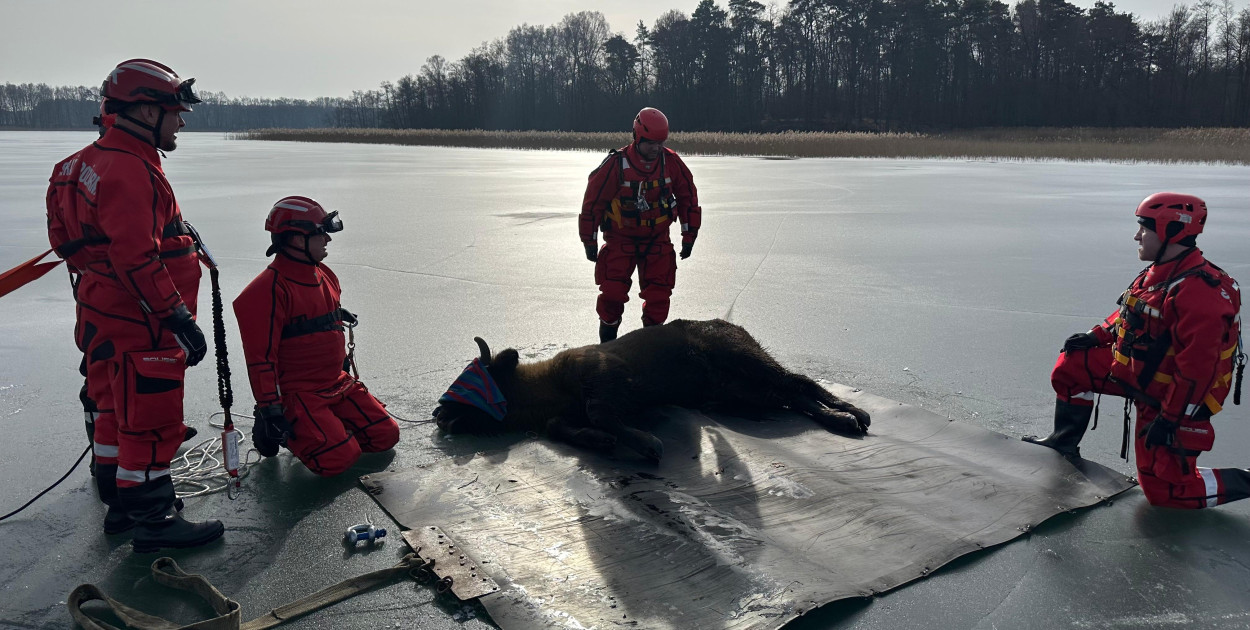 Żubr ściągnięty z lodu na jeziorze w okolicy Wałcza
