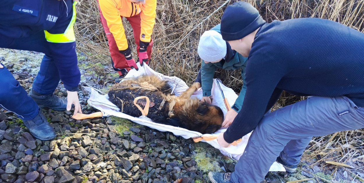 Pociąg potrącił psa - reakcja służb