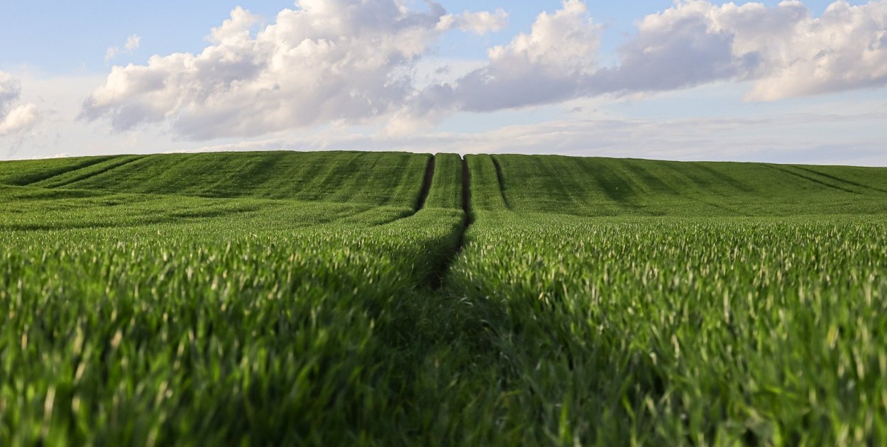 Jak szybko sprzedać ziemię rolną i uniknąć wielomiesięcznych formalności?