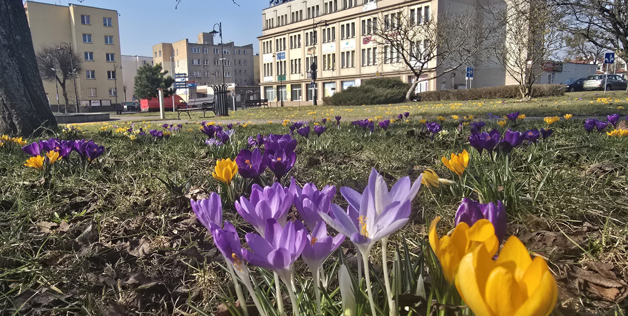 W piątek 20 marca witamy astronomiczną wiosnę